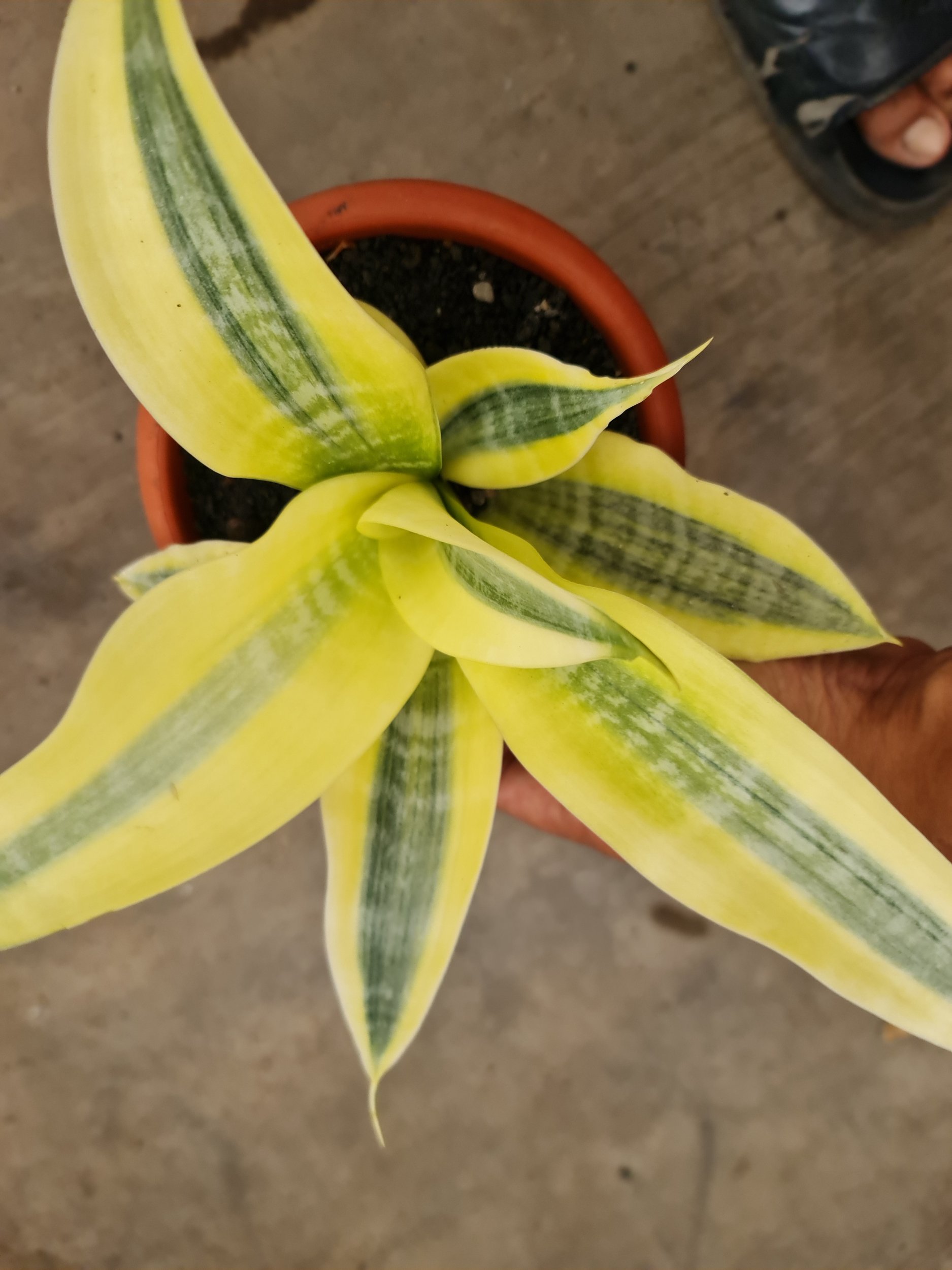 1815. Sansevieria White Gold Lucio Poland - Image 3
