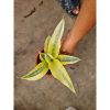 1815. Sansevieria White Gold Lucio Poland