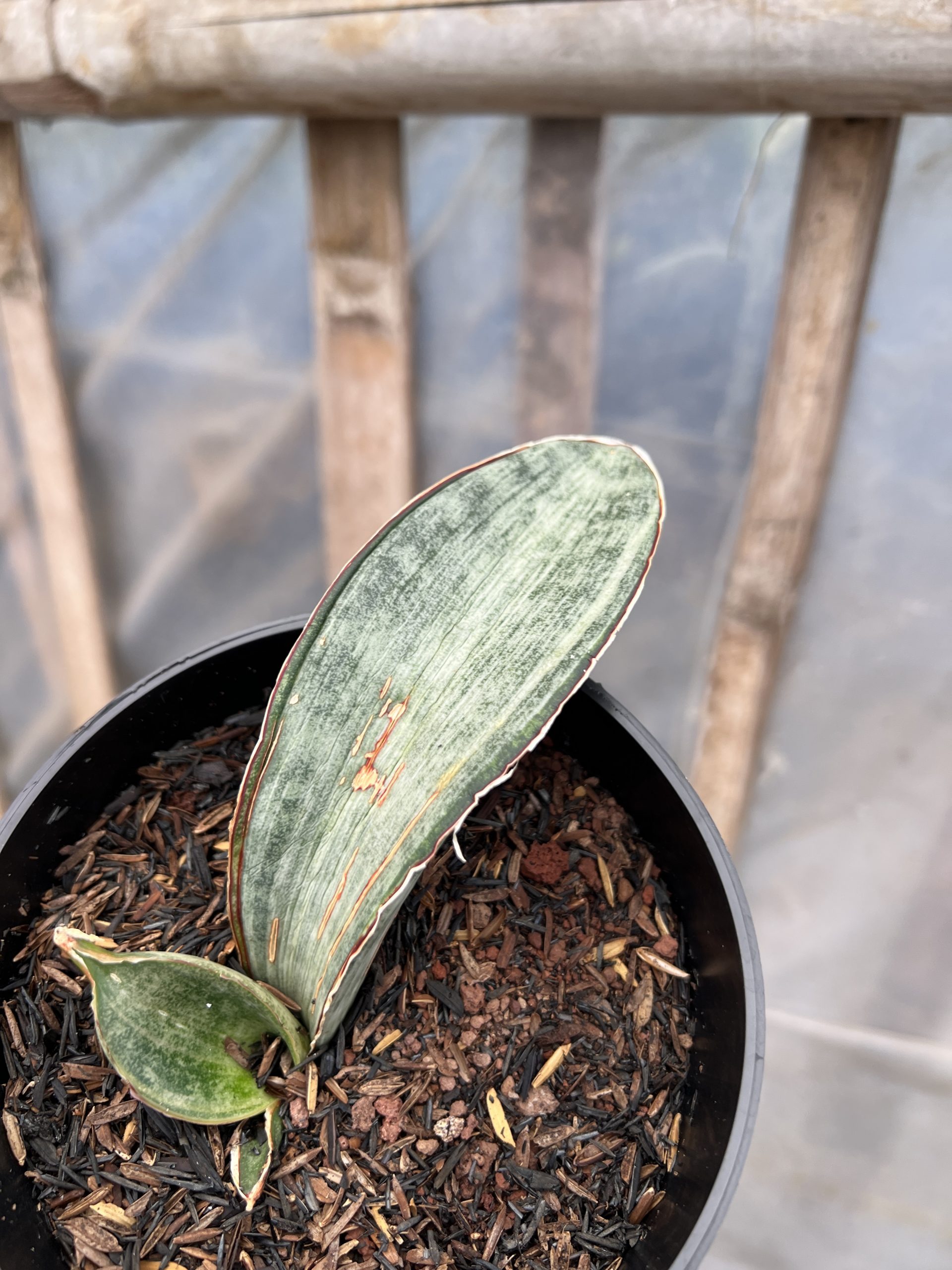 1216. Sansevieria White Hawaiian Star - Image 2