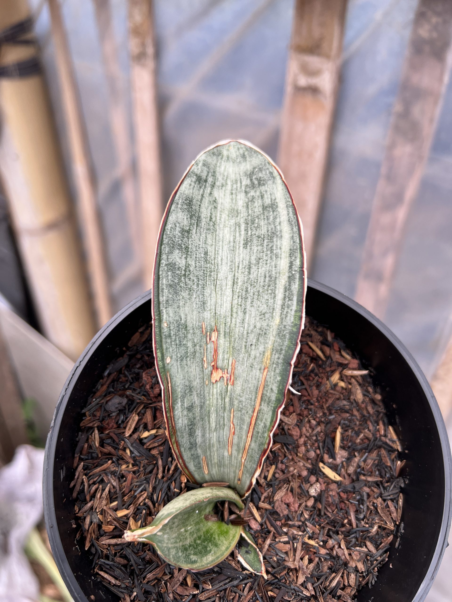 1216. Sansevieria White Hawaiian Star - Image 3