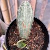 1216. Sansevieria White Hawaiian Star