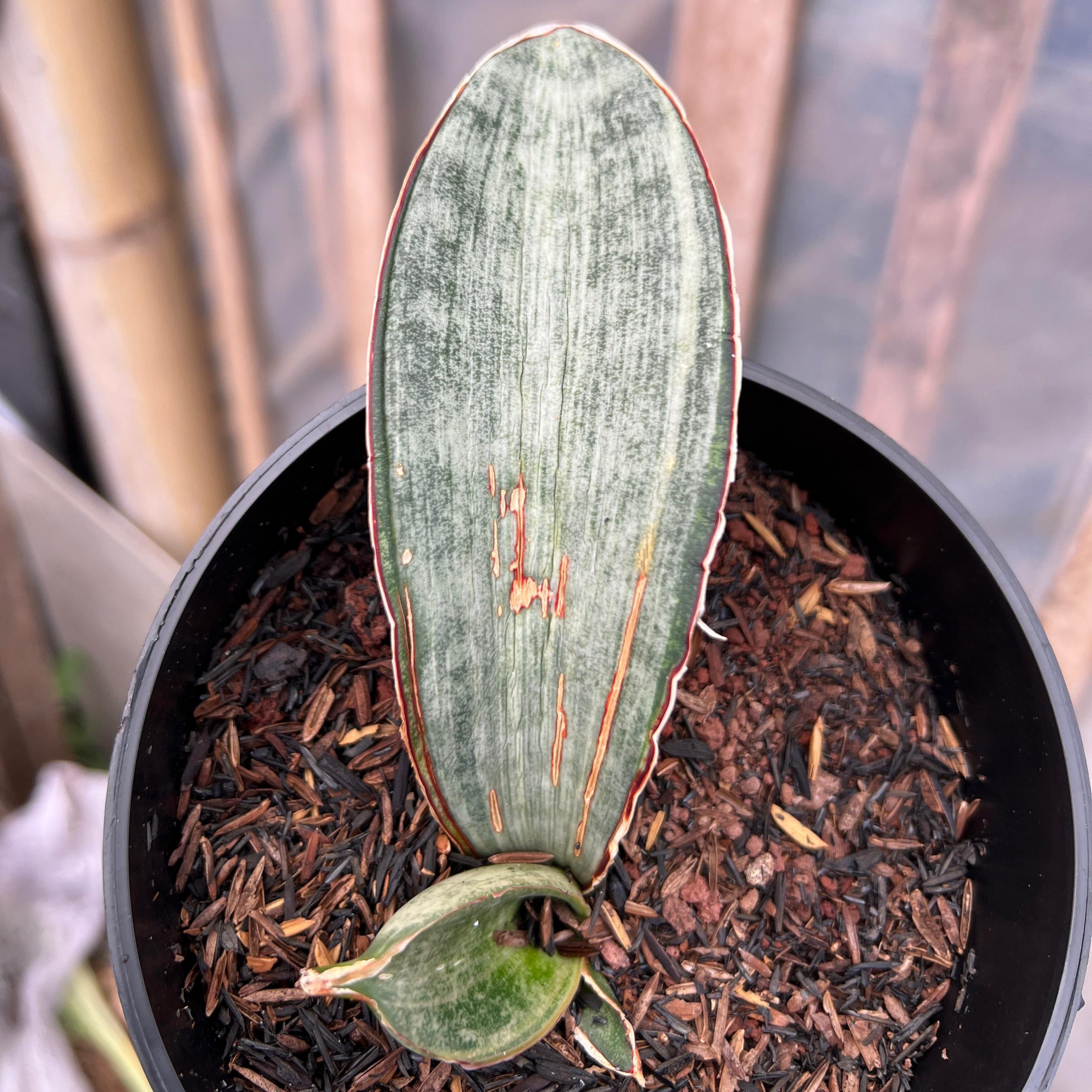 1216. Sansevieria White Hawaiian Star