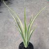 2244. Sansevieria White Parva Lancet