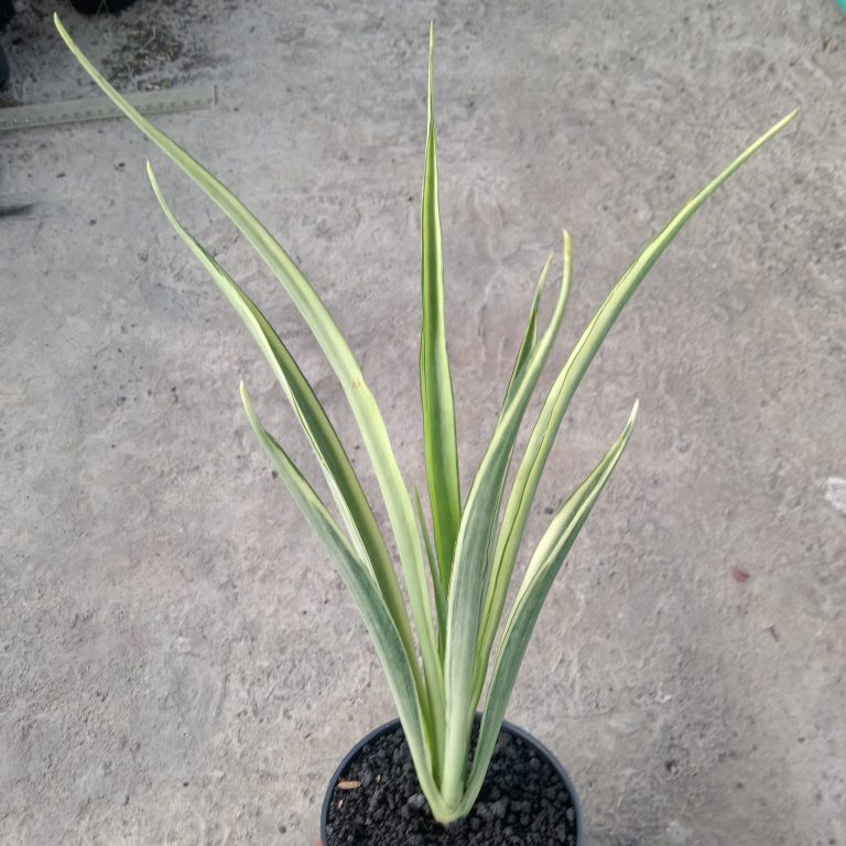 2244. Sansevieria White Parva Lancet