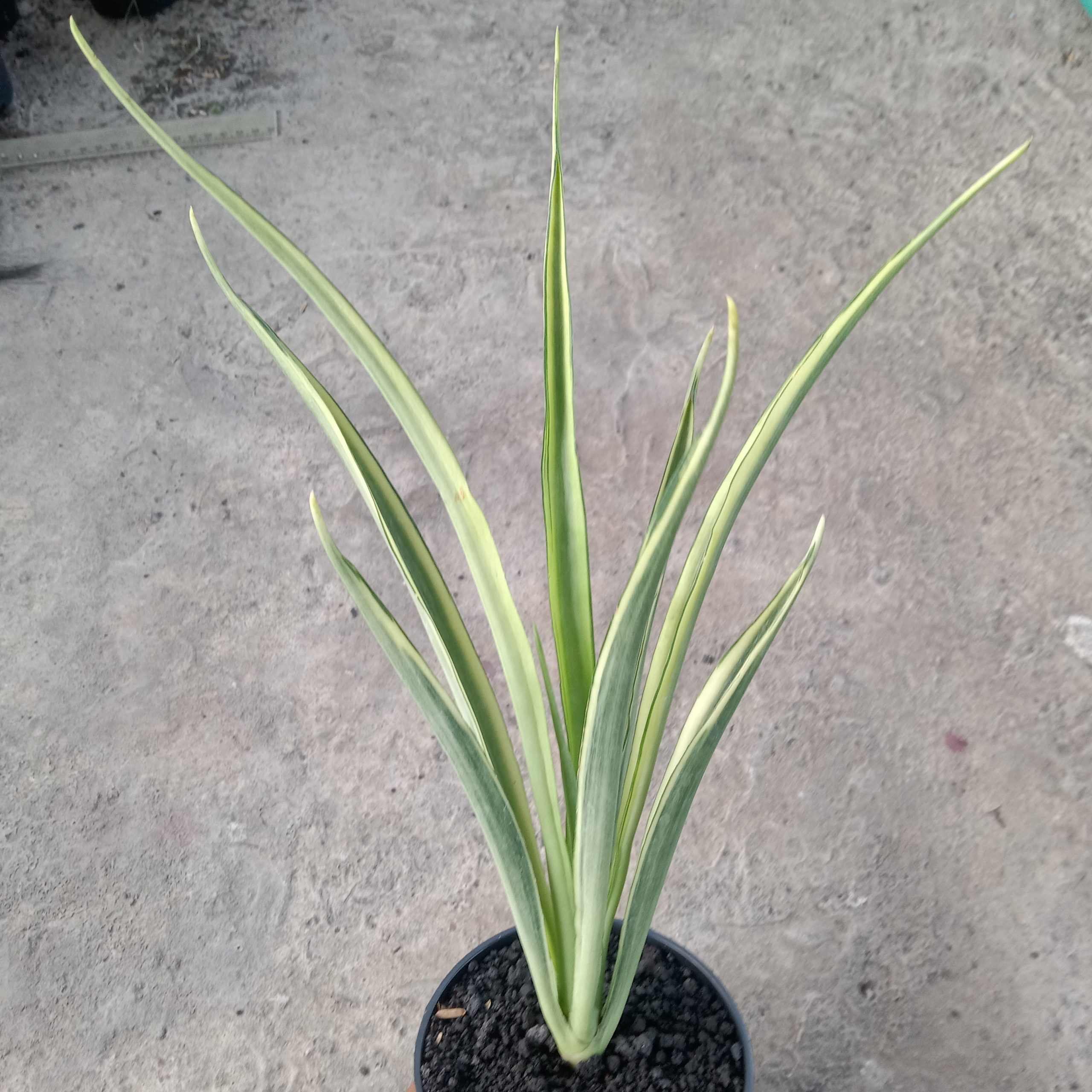 2244. Sansevieria White Parva Lancet