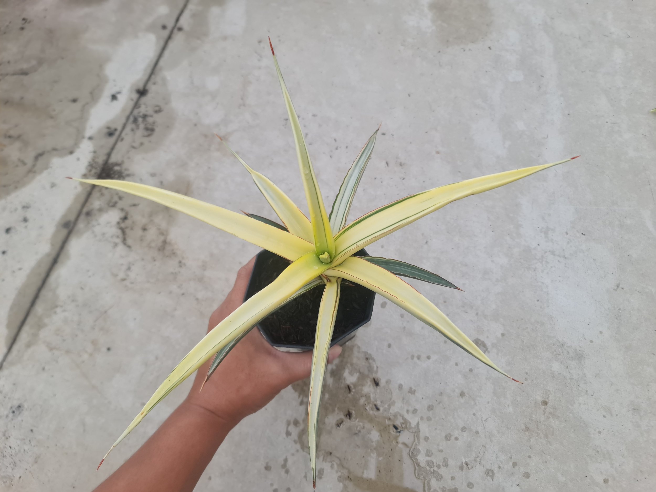 1729. Sansevieria White Pearl - Image 3