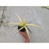 1729. Sansevieria White Pearl