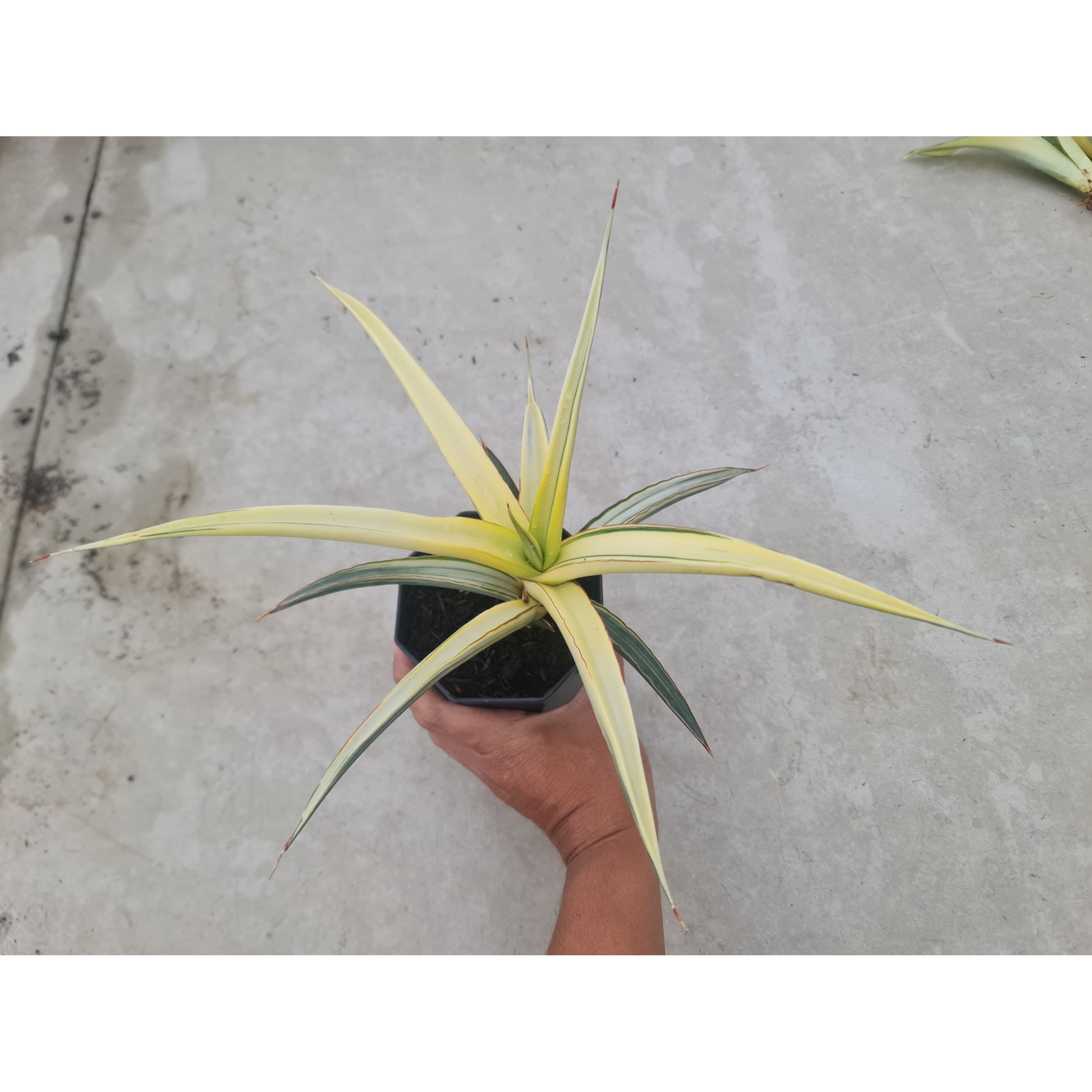 1729. Sansevieria White Pearl