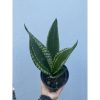 1486. Sansevieria Whitney size 15 cm