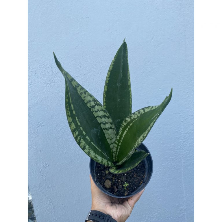 1486. Sansevieria Whitney size 15 cm