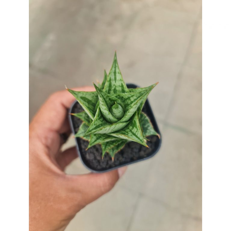 1724. Sansevieria Win Win Size 8 Cm