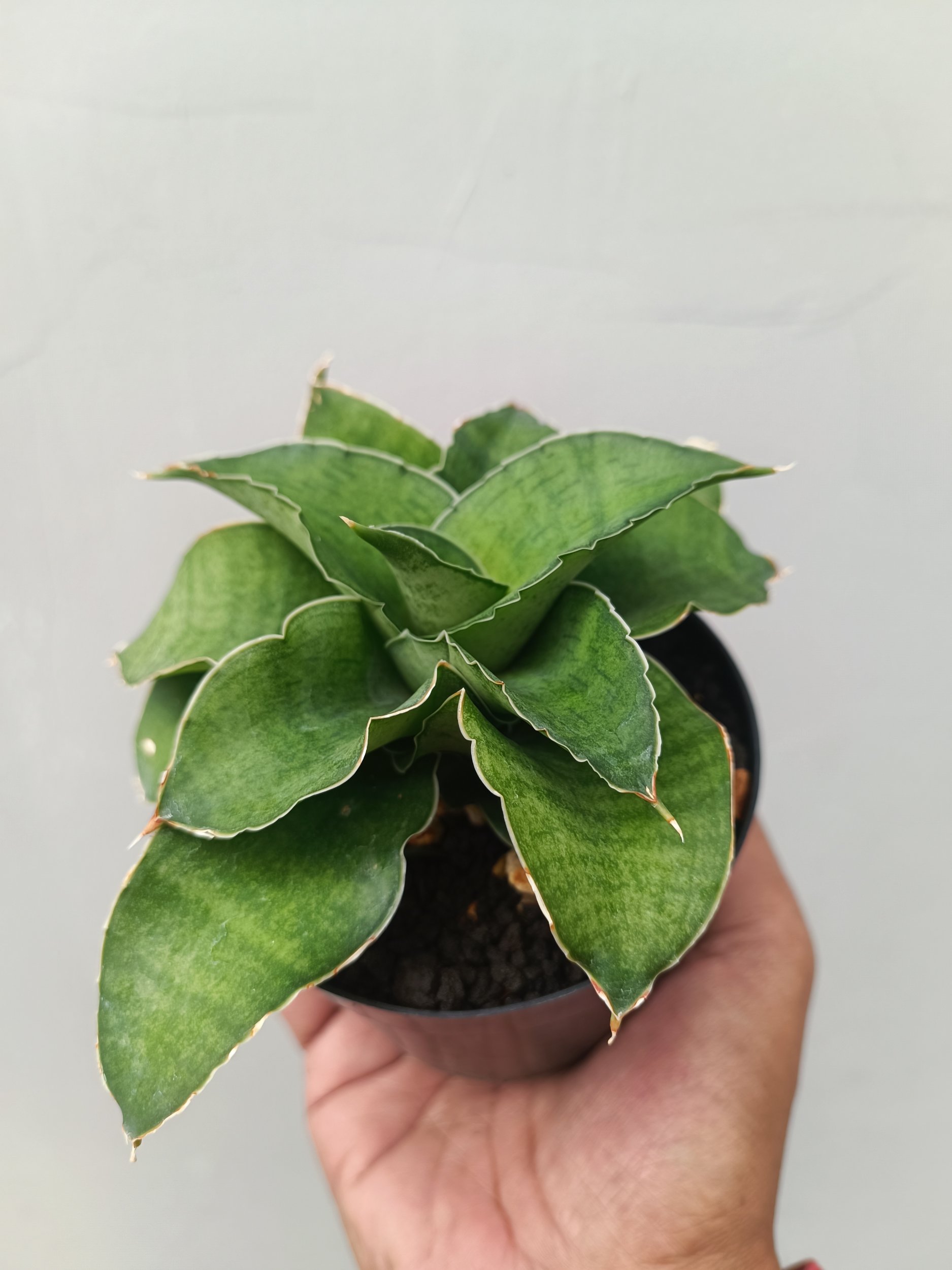 1673. Sansevieria Wind Rose - Image 3