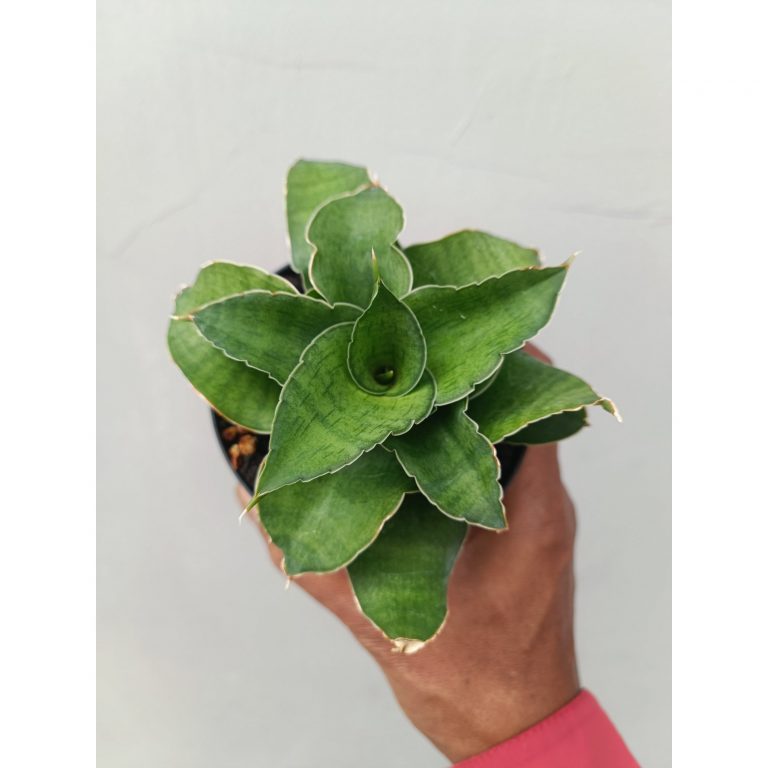 1673. Sansevieria Wind Rose