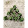 2023. Sansevieria Windi Cluster