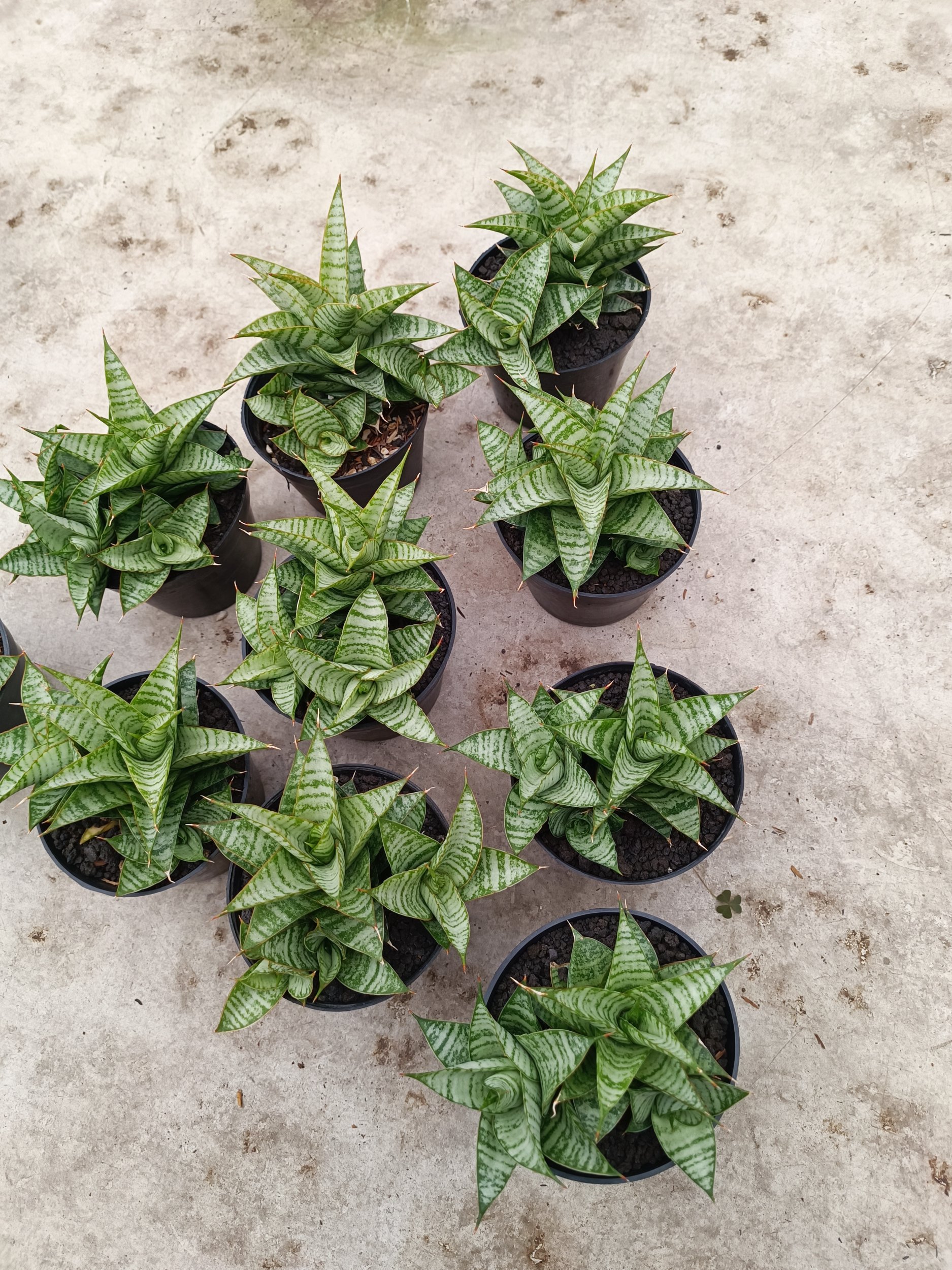 2023. Sansevieria Windi Cluster - Image 2