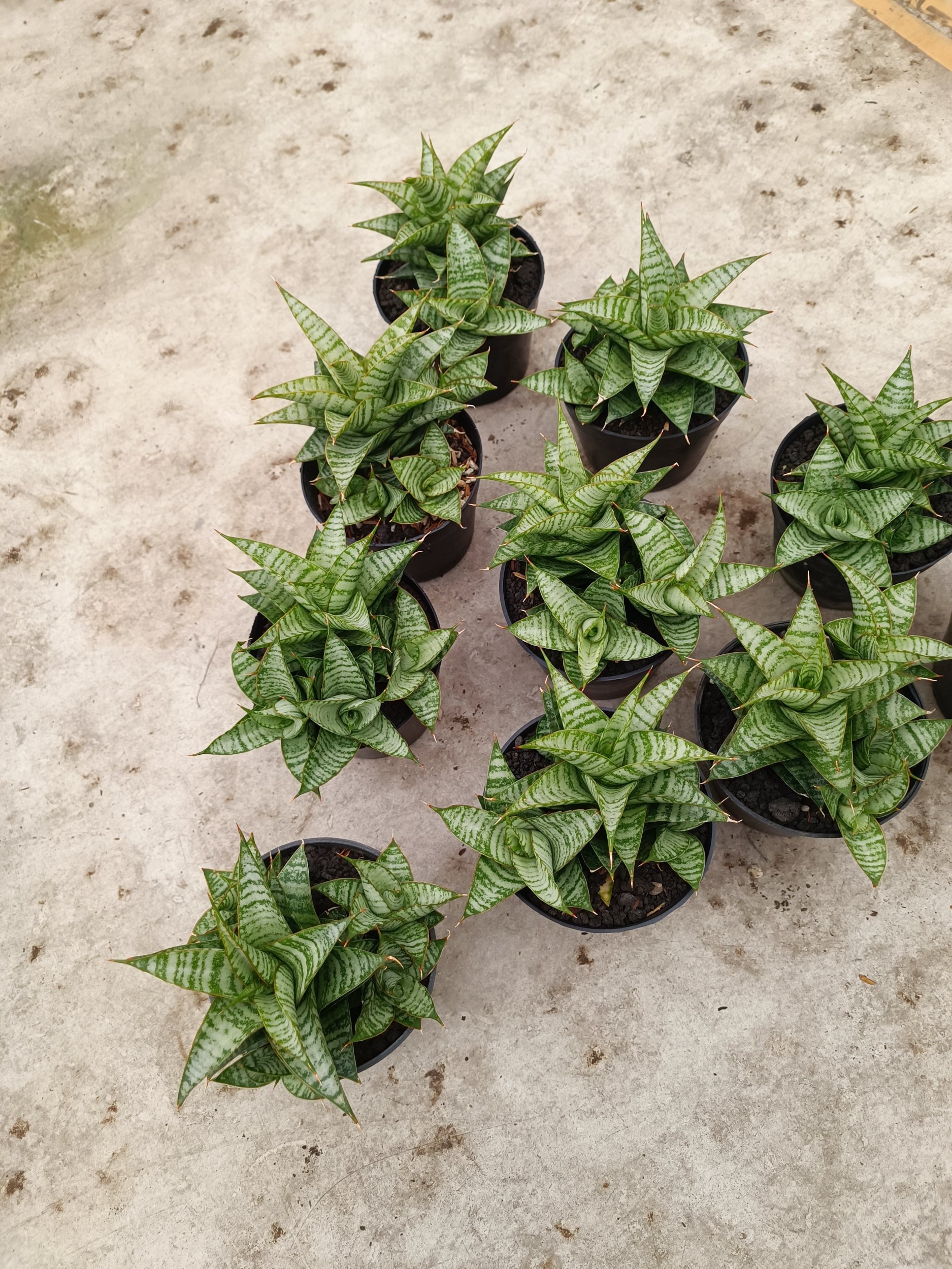 2023. Sansevieria Windi Cluster - Image 3