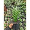 1495. Sansevieria Win Win Size 20 Cm