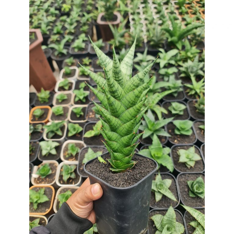 1495. Sansevieria Win Win Size 20 Cm