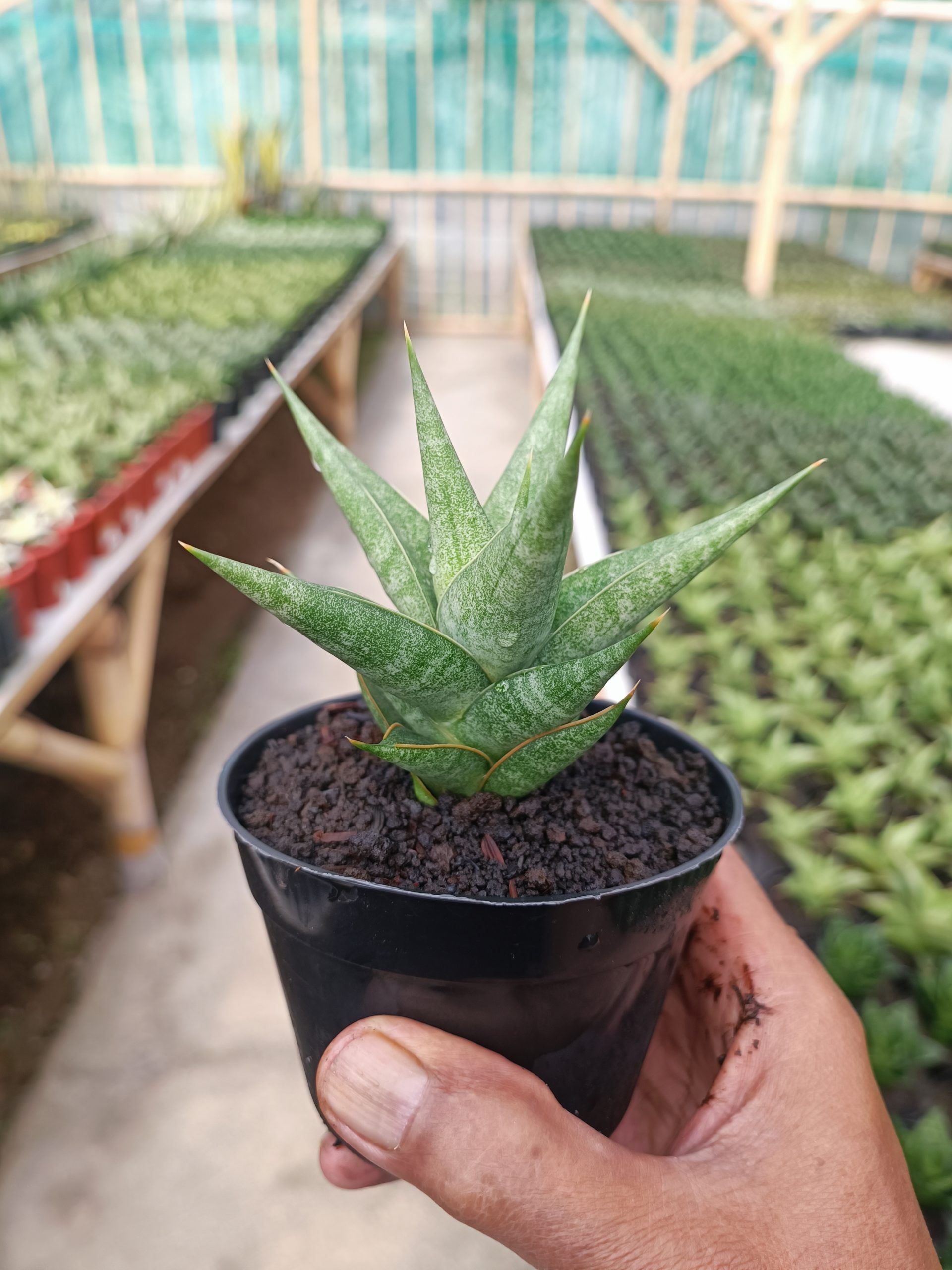 1440. Sansevieria Wiro - Image 3