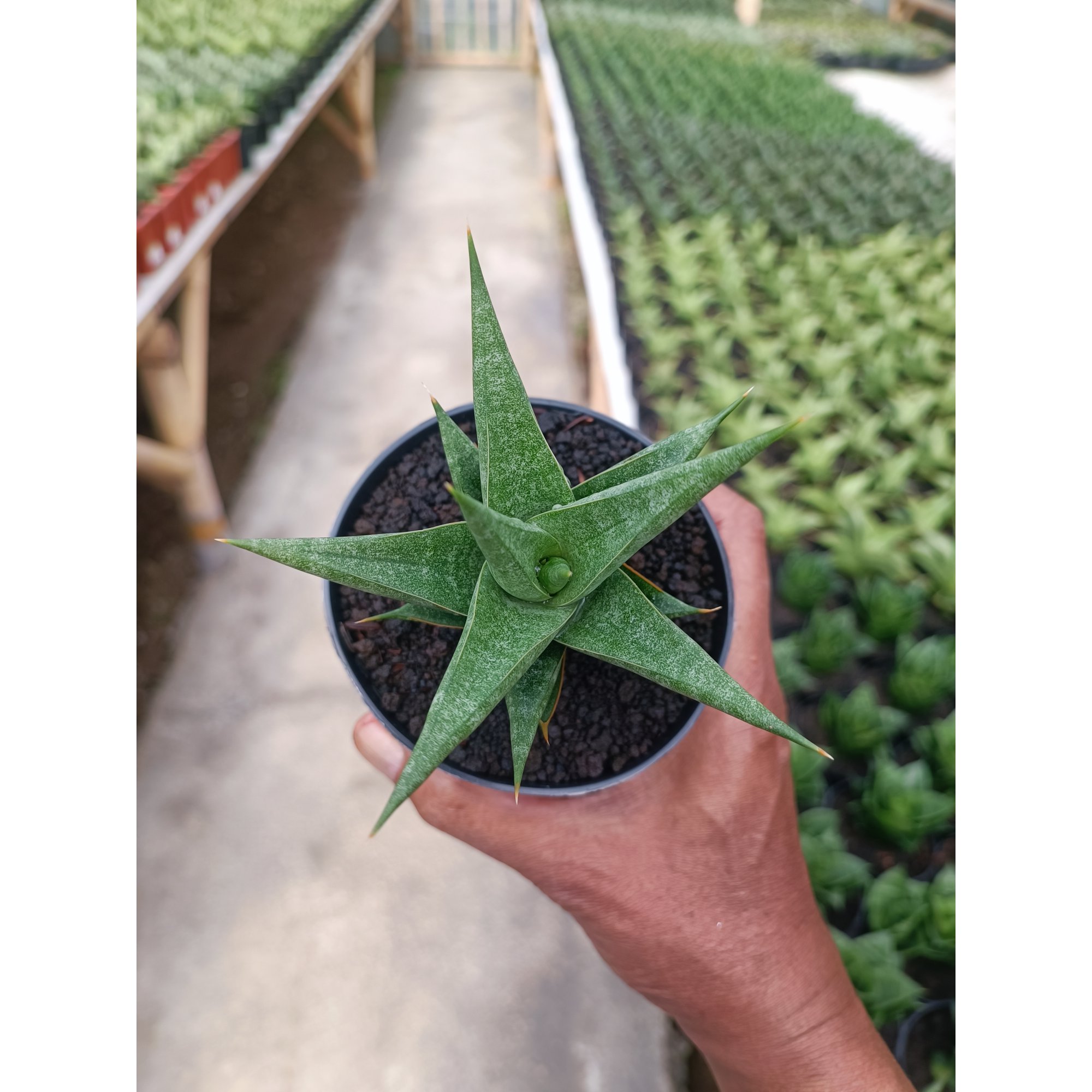 1440. Sansevieria Wiro
