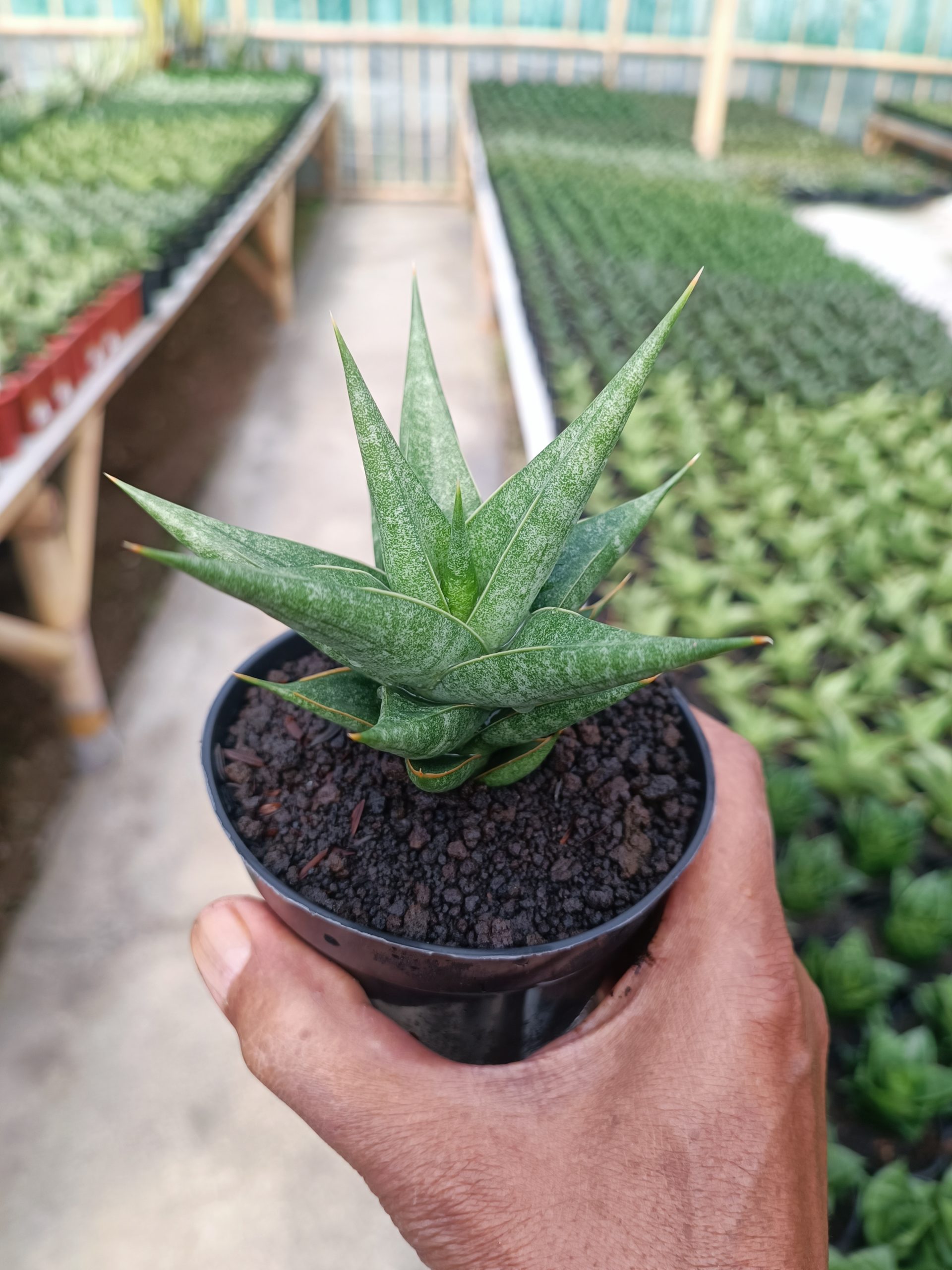 1440. Sansevieria Wiro - Image 5