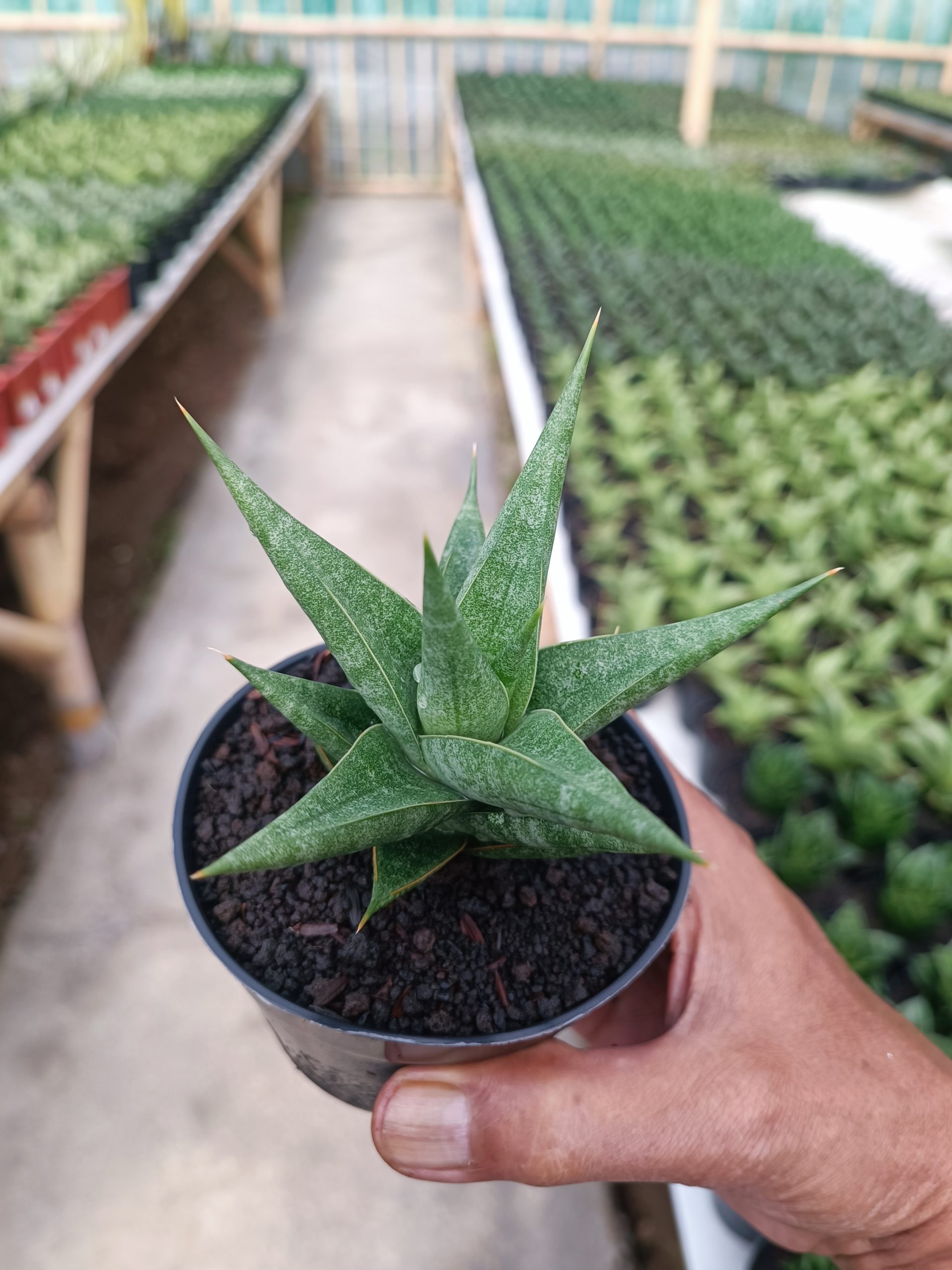 1440. Sansevieria Wiro - Image 6