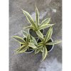 1485. Sansevieria Yellow Stripe size 20 cm