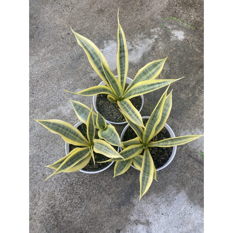 1485. Sansevieria Yellow Stripe size 20 cm
