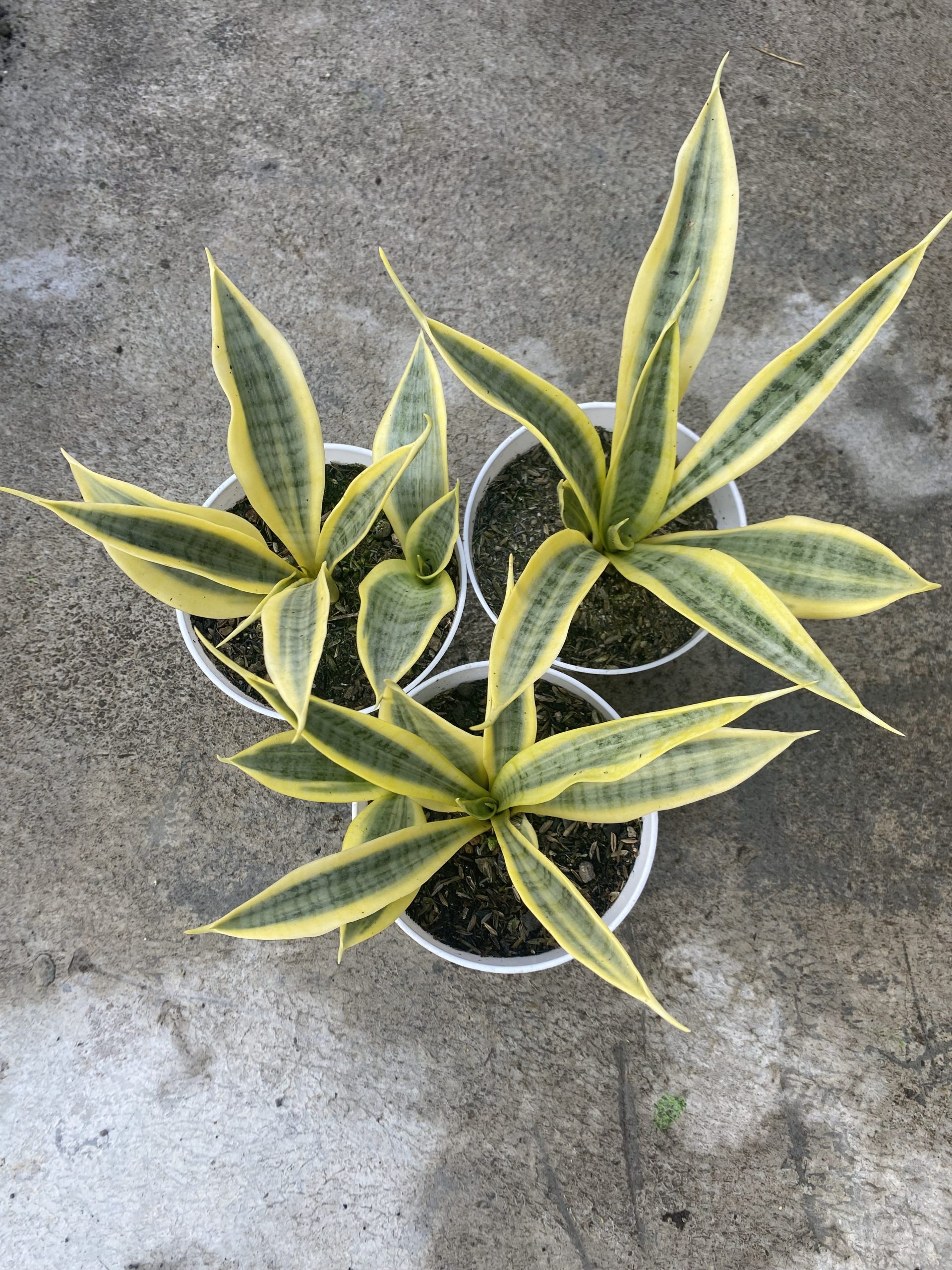 1485. Sansevieria Yellow Stripe size 20 cm - Image 2