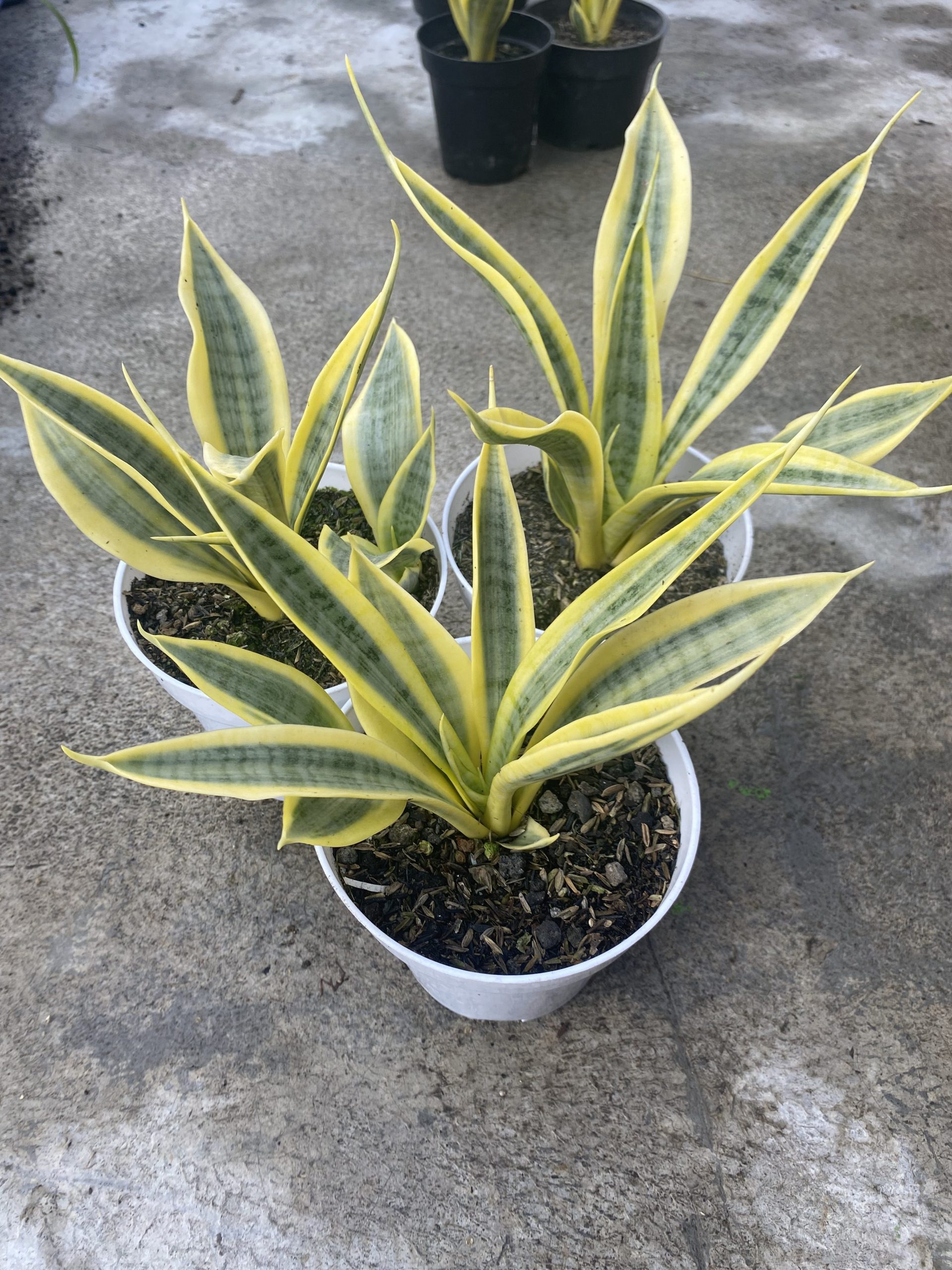 1485. Sansevieria Yellow Stripe size 20 cm - Image 3