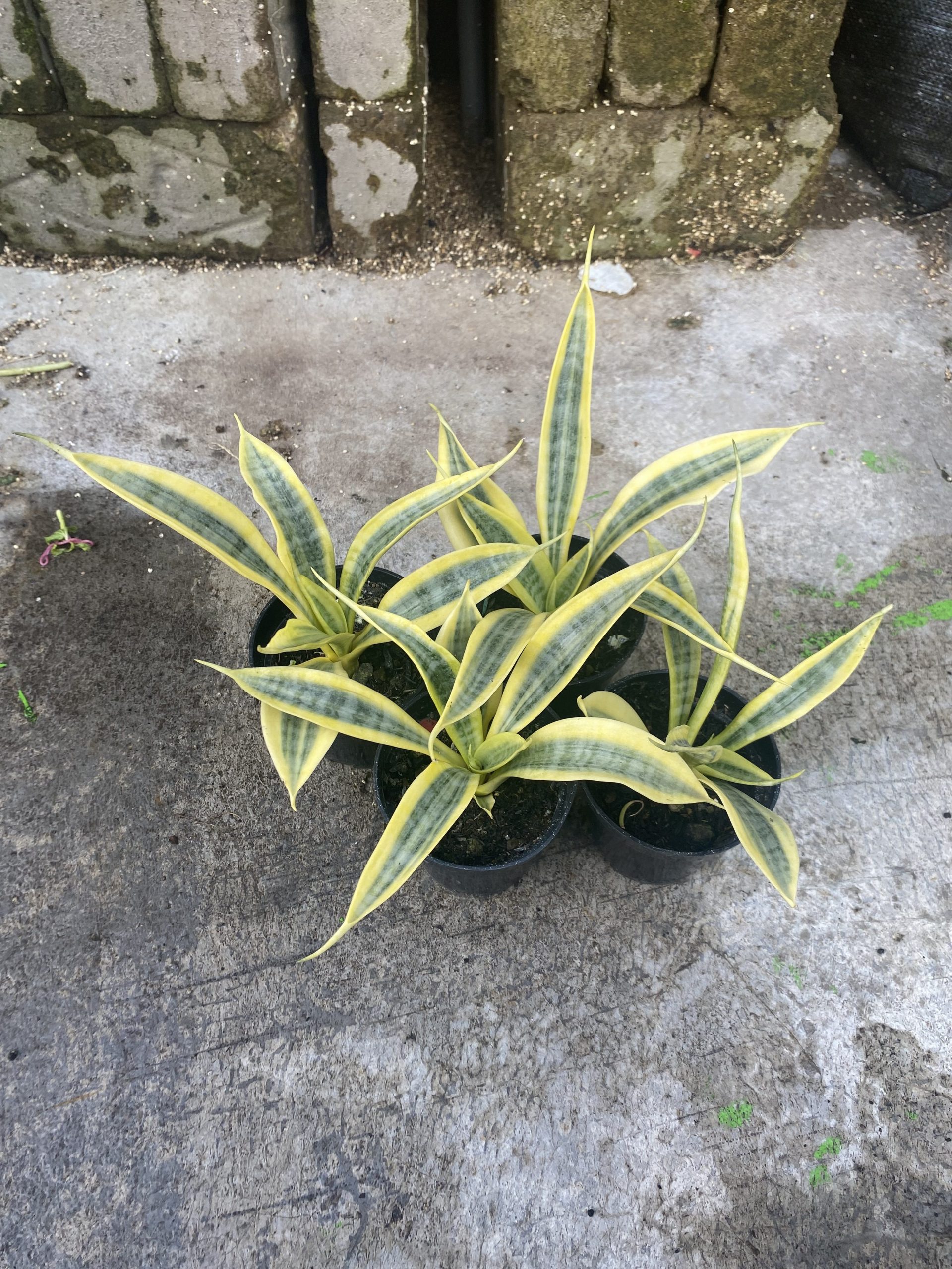 1485. Sansevieria Yellow Stripe size 20 cm - Image 4