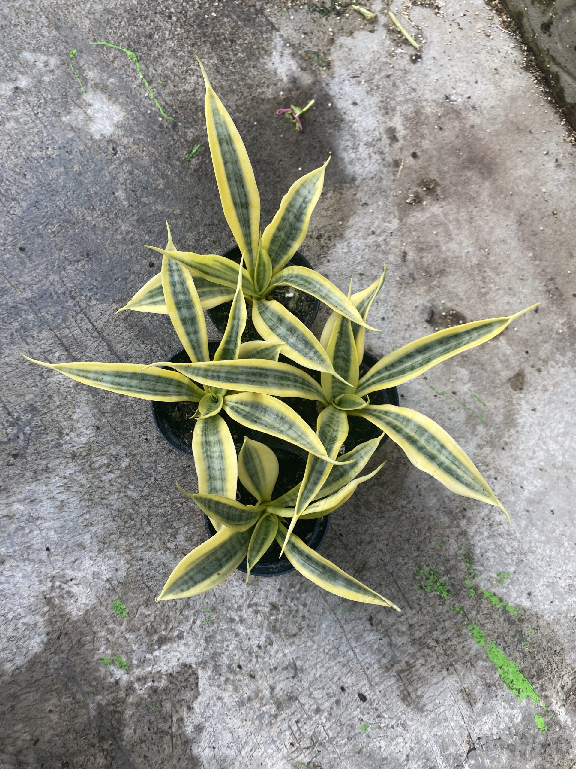1485. Sansevieria Yellow Stripe size 20 cm - Image 5