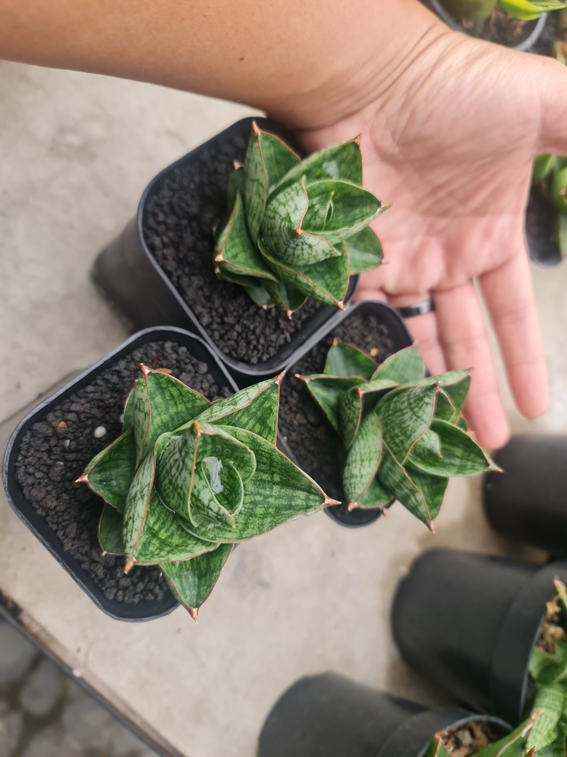 2016. Sansevieria Yokmorokot - Image 2