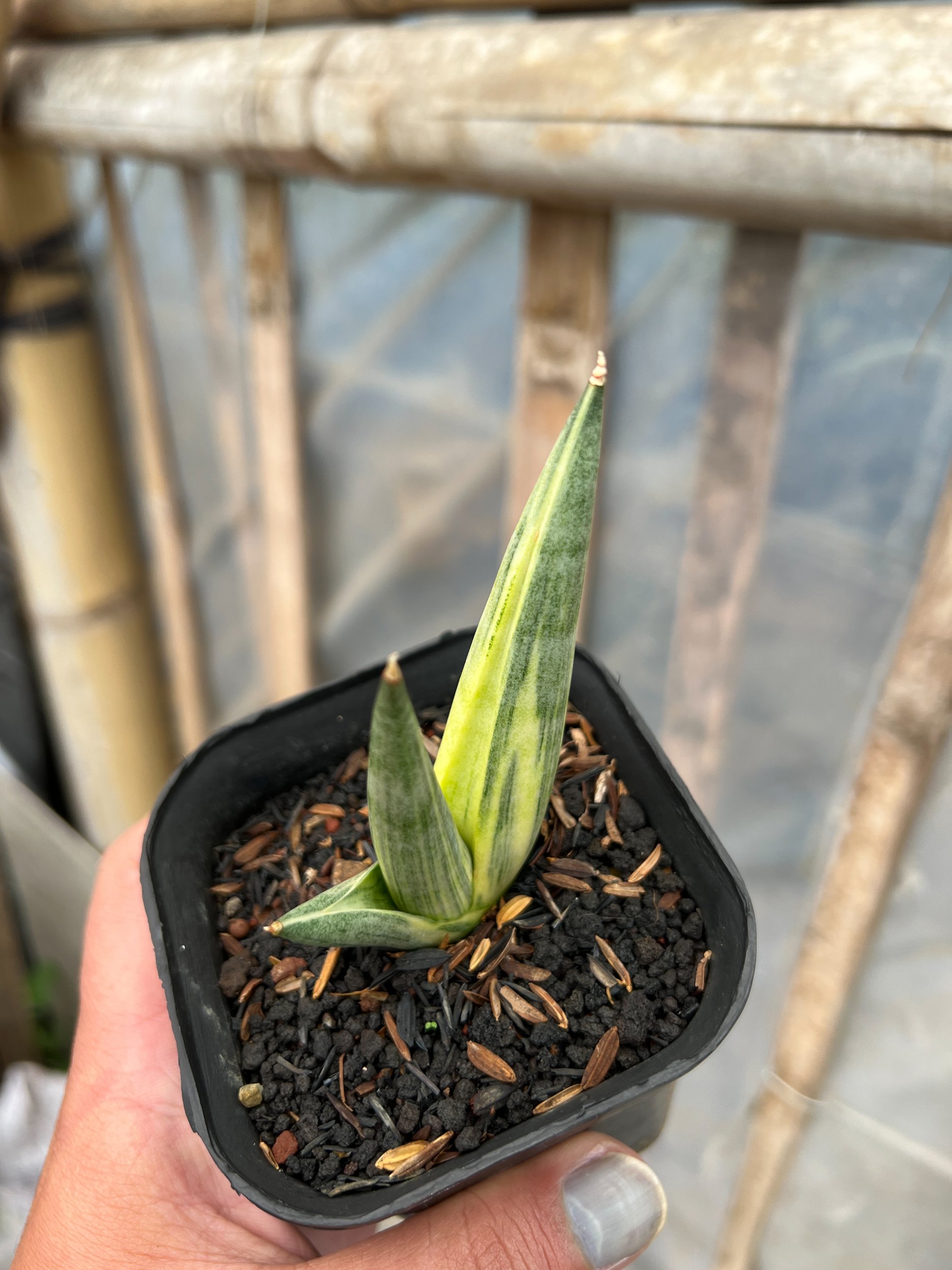1580. Sansevieria Yuki Ona - Image 2
