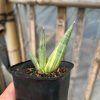 1580. Sansevieria Yuki Ona