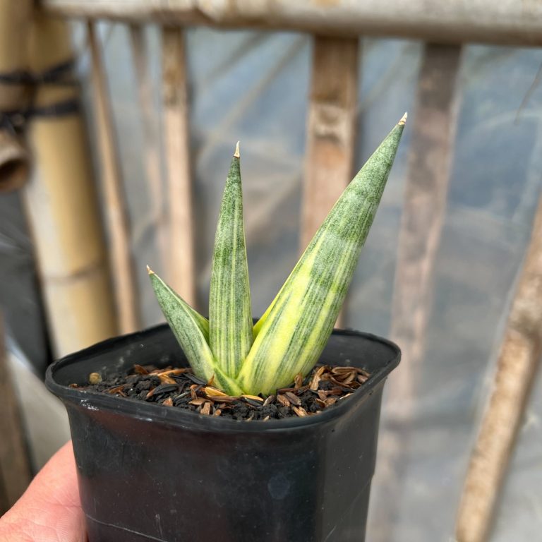 1580. Sansevieria Yuki Ona