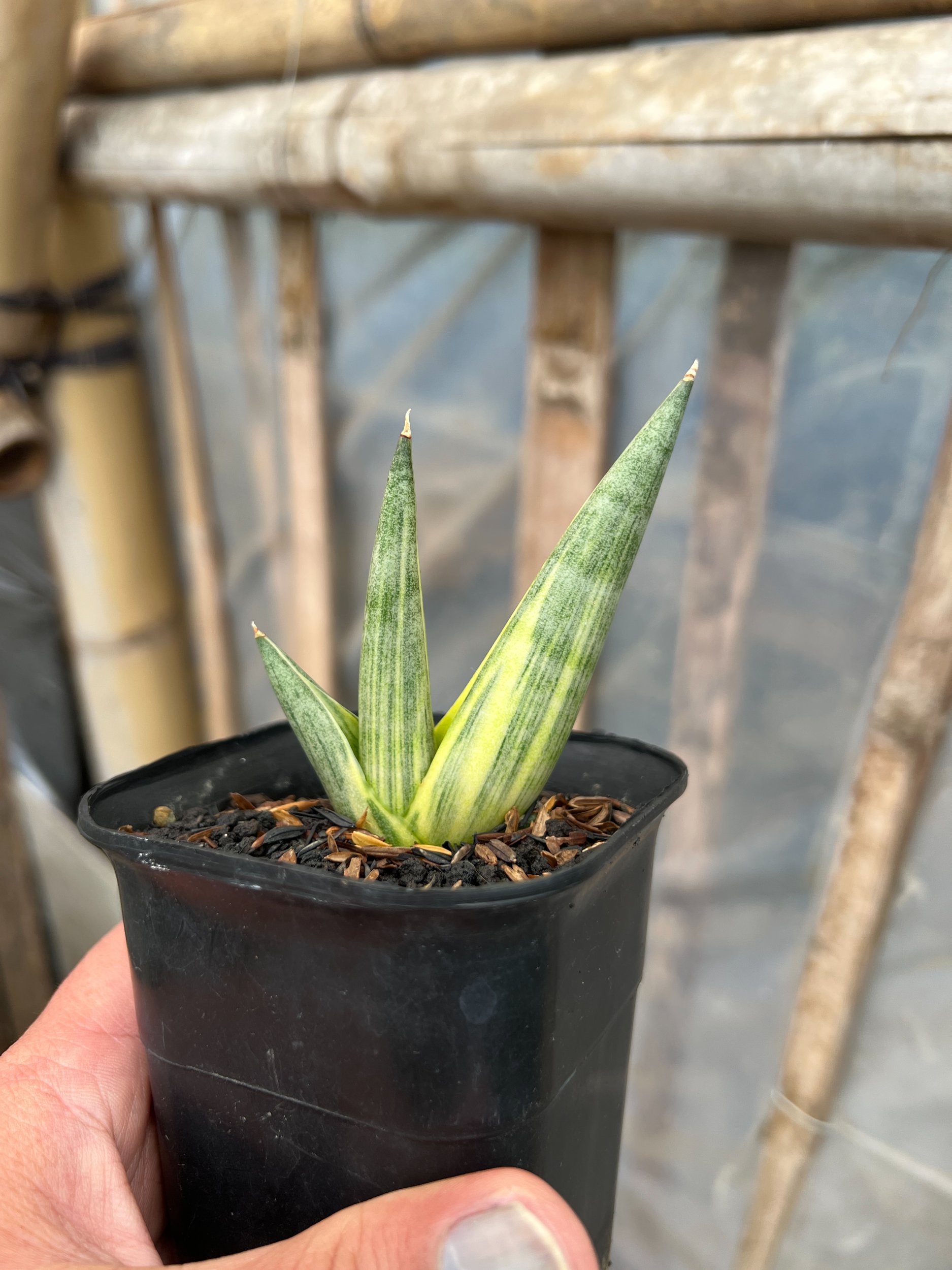 1580. Sansevieria Yuki Ona - Image 3