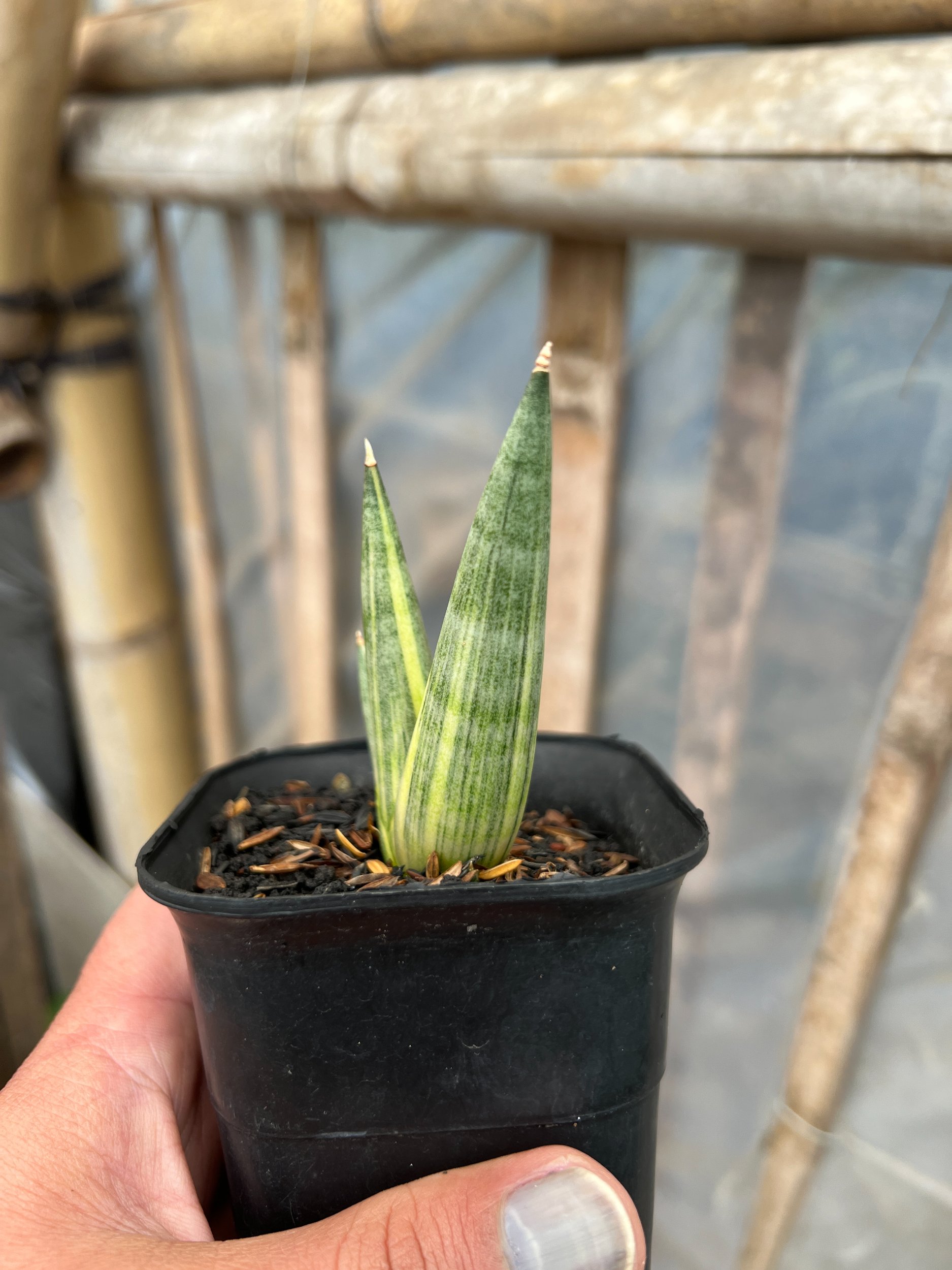 1580. Sansevieria Yuki Ona - Image 4