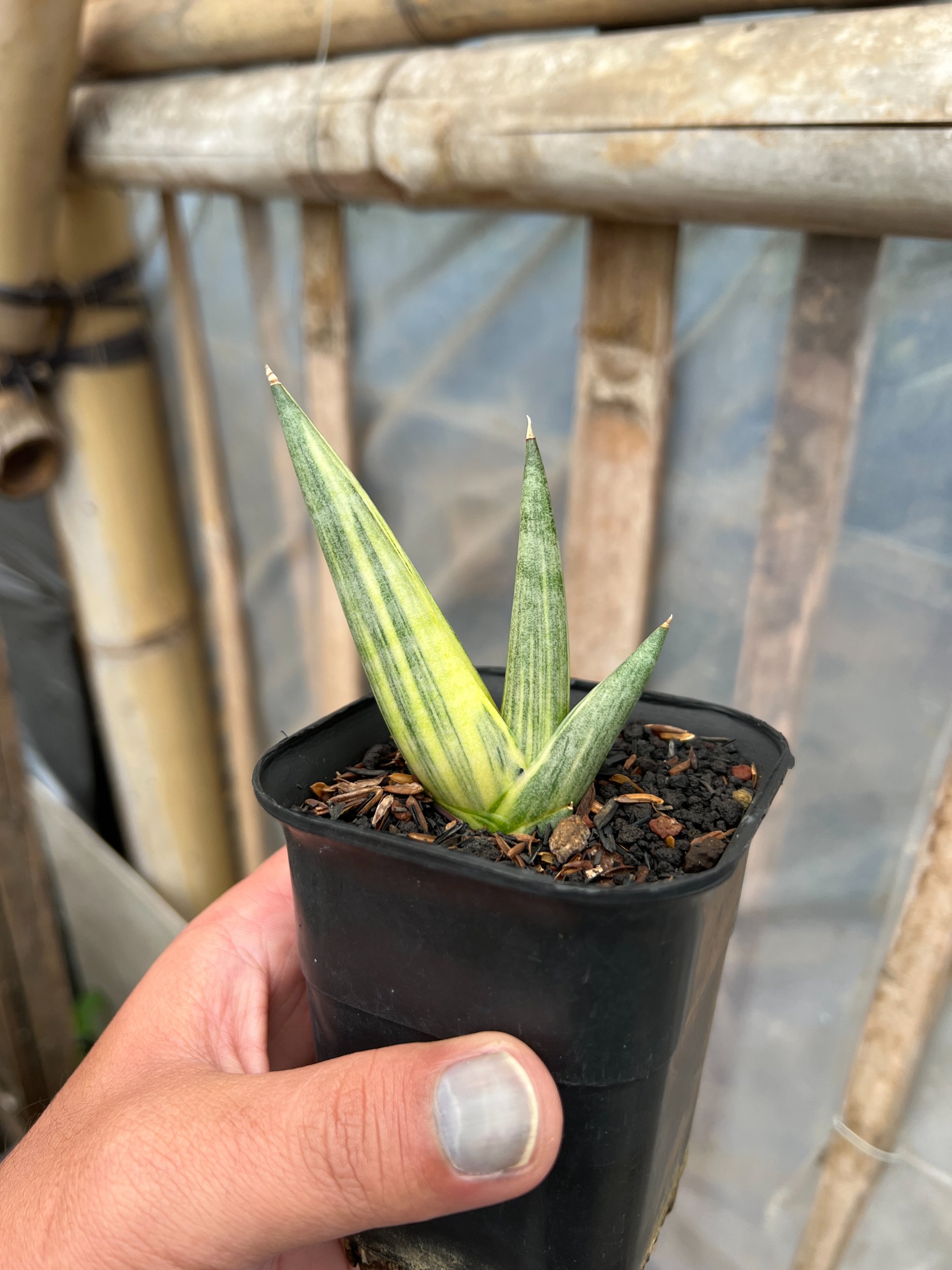 1580. Sansevieria Yuki Ona - Image 5