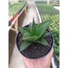 1441. Sansevieria Zavier