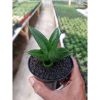 1443. Sansevieria Zavir