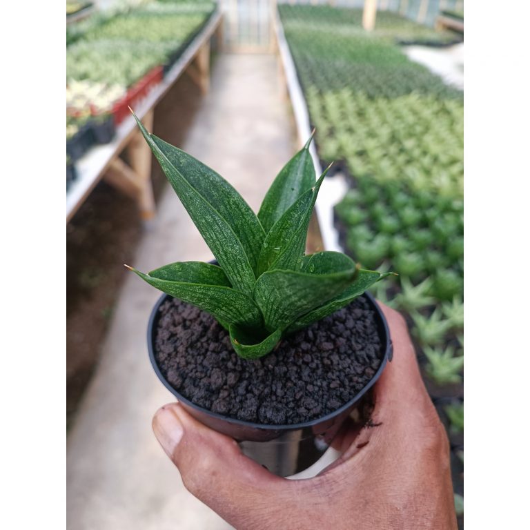 1443. Sansevieria Zavir
