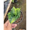 2216. Sansevieria Ziebert Variegated