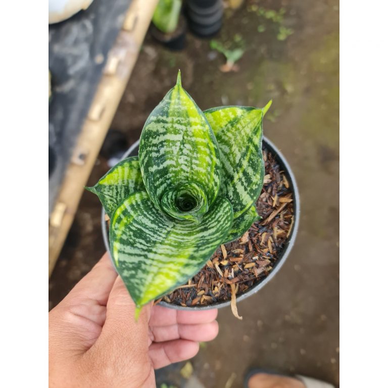 2216. Sansevieria Ziebert Variegated