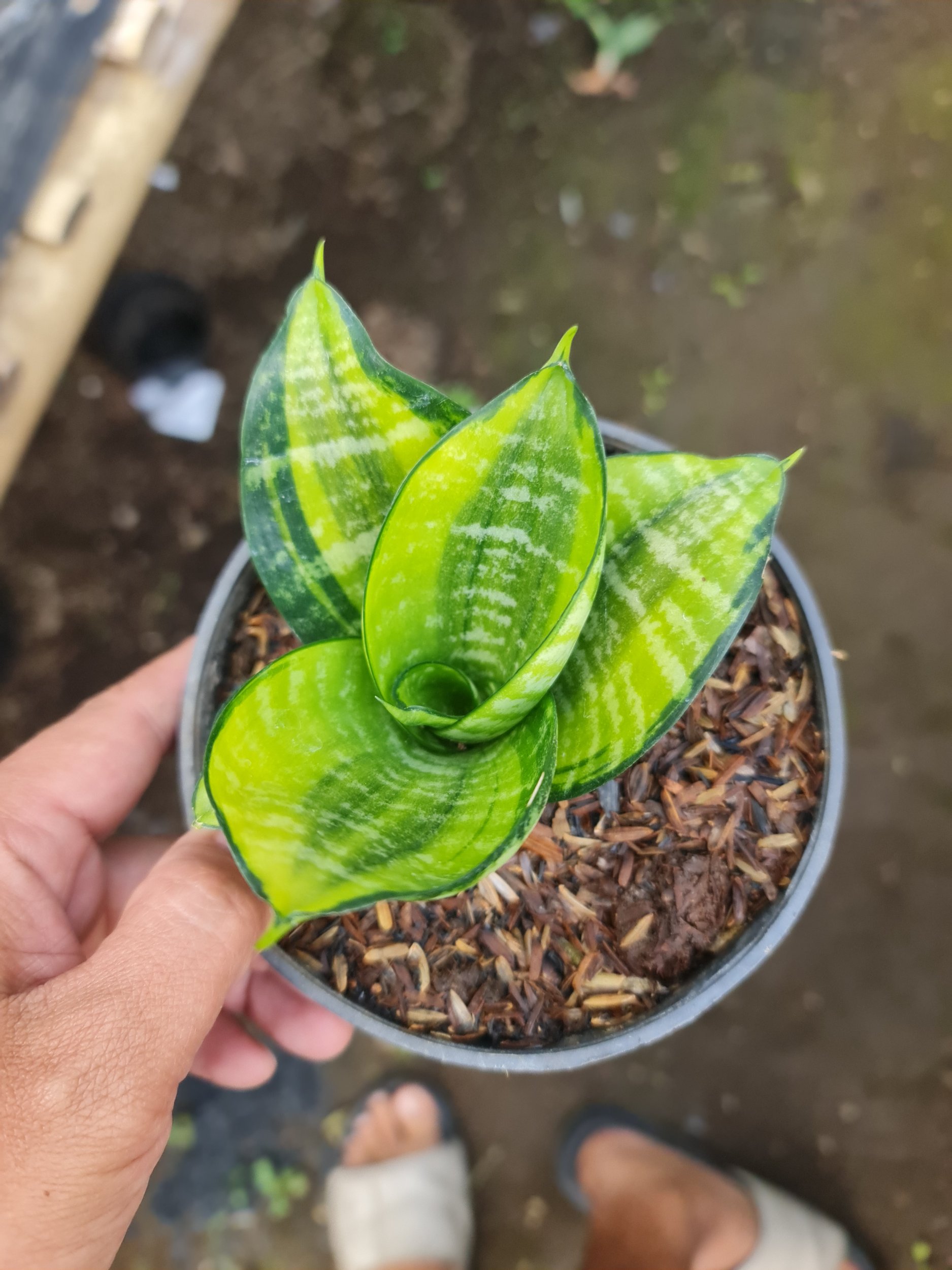 2216. Sansevieria Ziebert Variegated - Image 2
