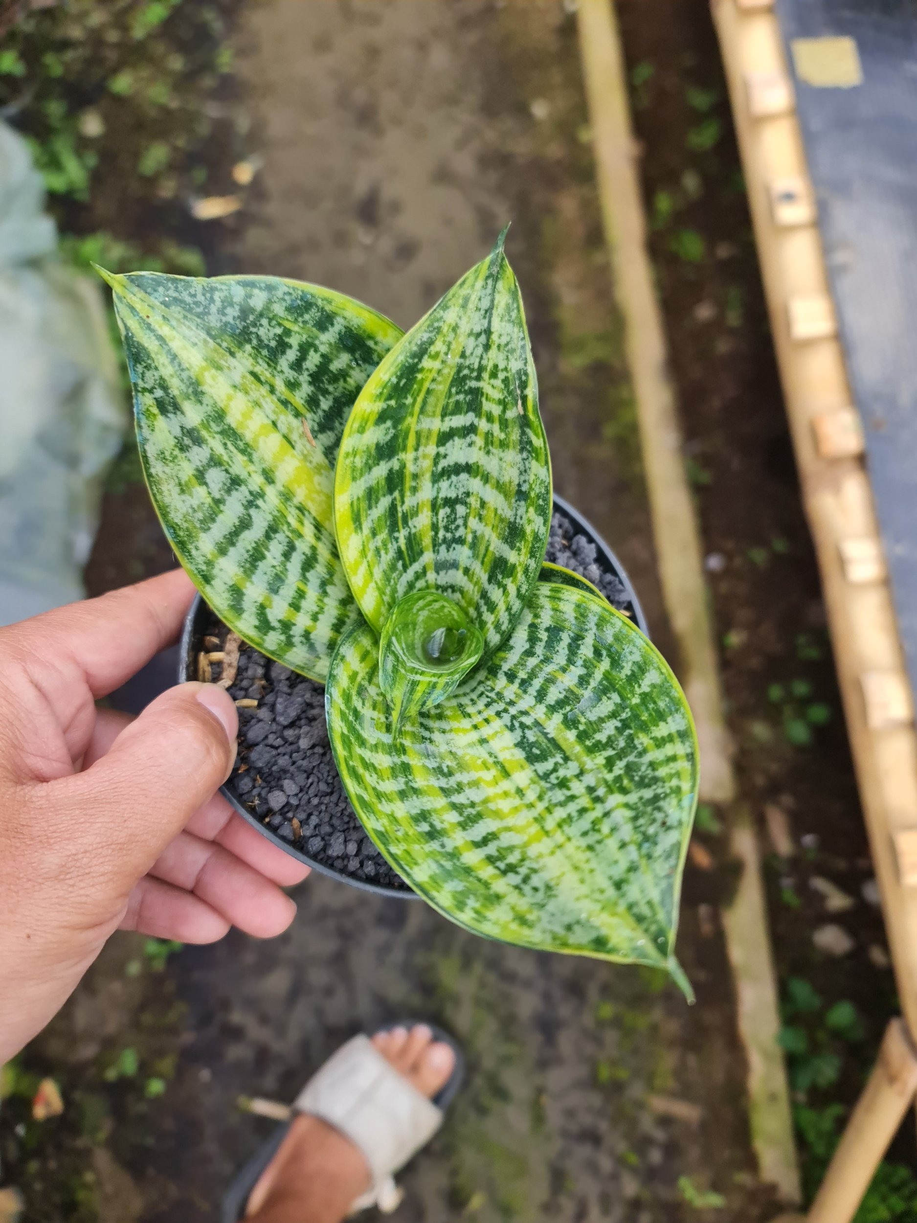 2216. Sansevieria Ziebert Variegated - Image 3