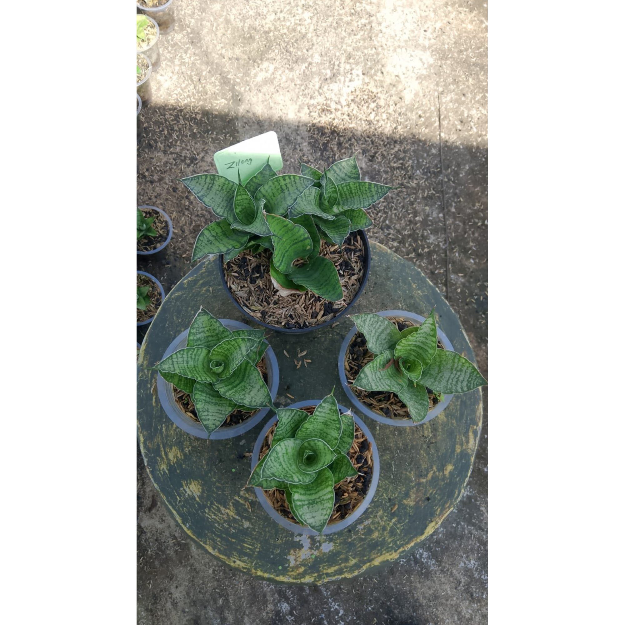 2149. Sansevieria Zylong 5 Pcs