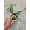 1732. Sansevieria Concinna Giant Spoon