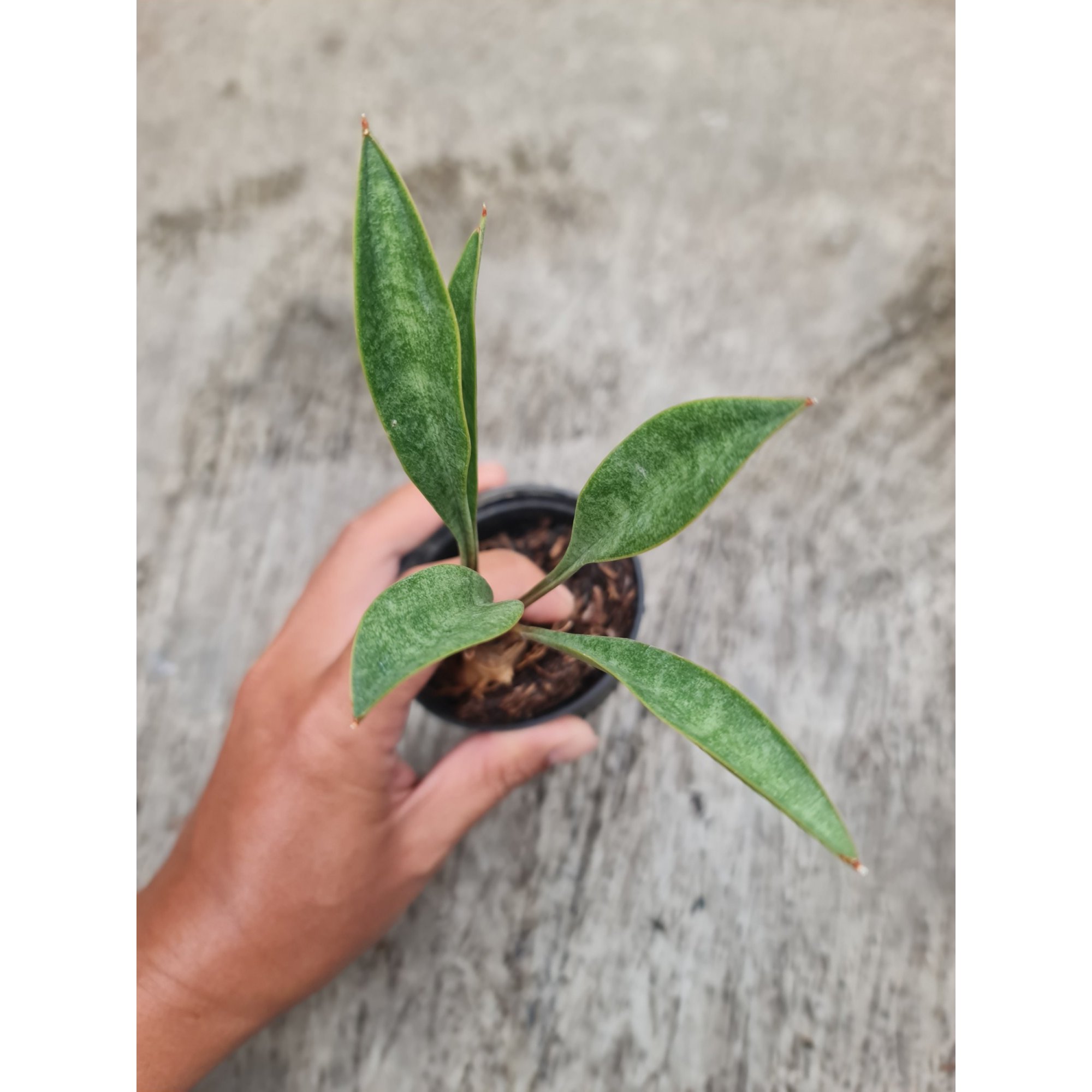 1732. Sansevieria Concinna Giant Spoon