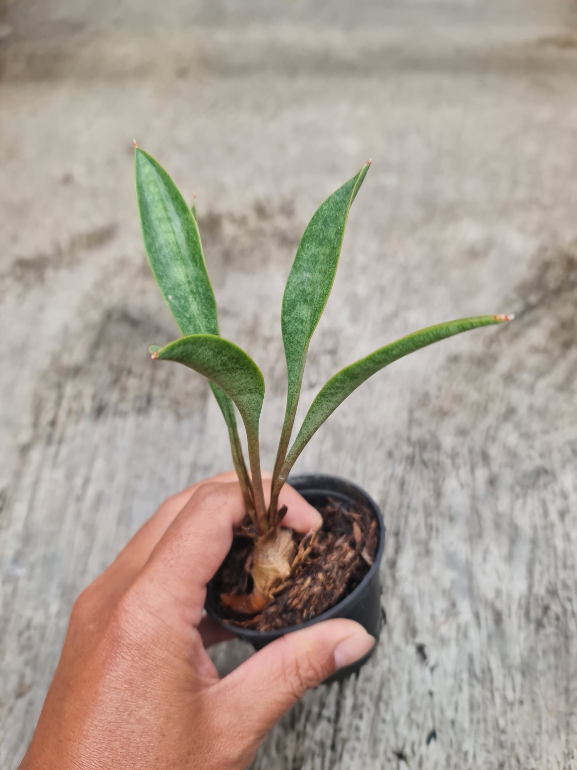 1732. Sansevieria Concinna Giant Spoon - Image 2